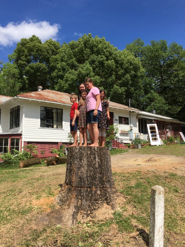 Oak Tree Removal 2020