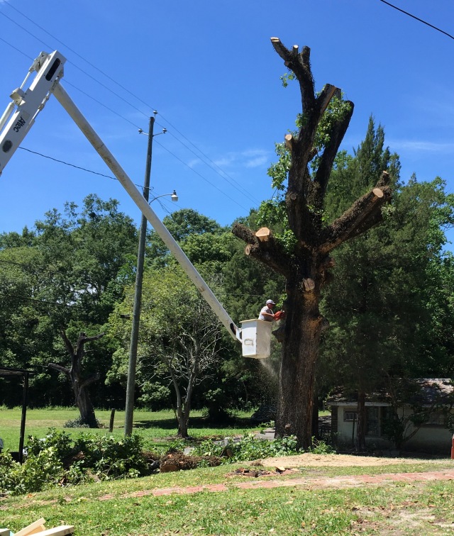Oak Tree Removal 2020
